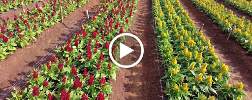 Hokkaido Flower Park Khaoyai