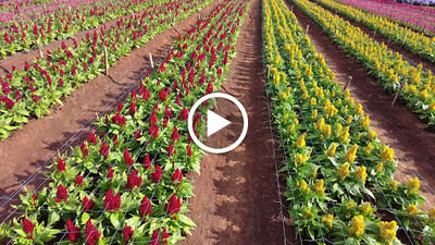 Hokkaido Flower Park Khaoyai
