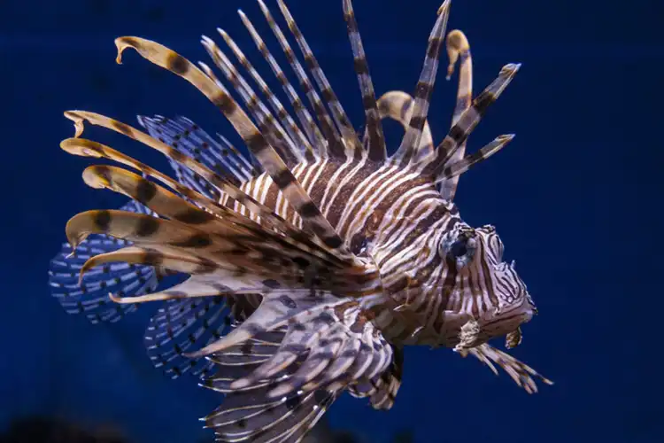 Các khách sạn gần South Carolina Aquarium