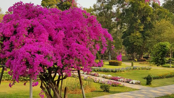 Doi Saket Hot Spring