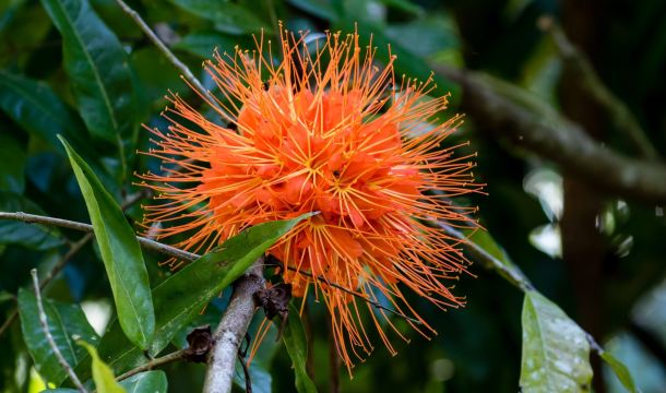 Belize Botanic Gardens
