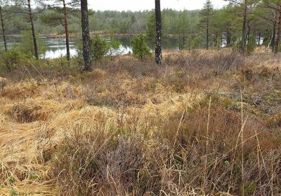 Olavsleden
