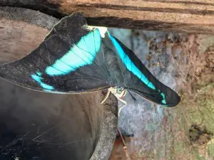 Rancho Raices de Osa