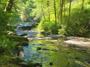 Sweet Creek Falls