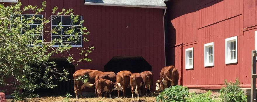 Wells Hollow Creamery