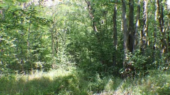 Willoughby Marsh Conservation Area