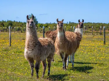 Monte Verde