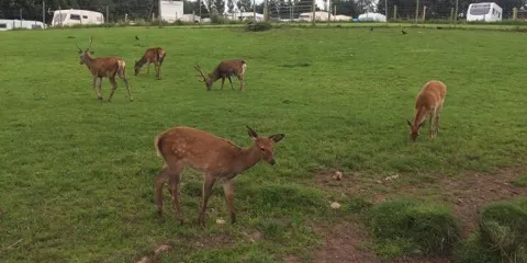 Annaginny Fishery and Park Farm