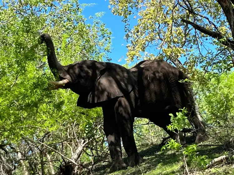 Hoteles cerca de Nyala Park