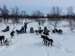 Are Sleddog Adventures