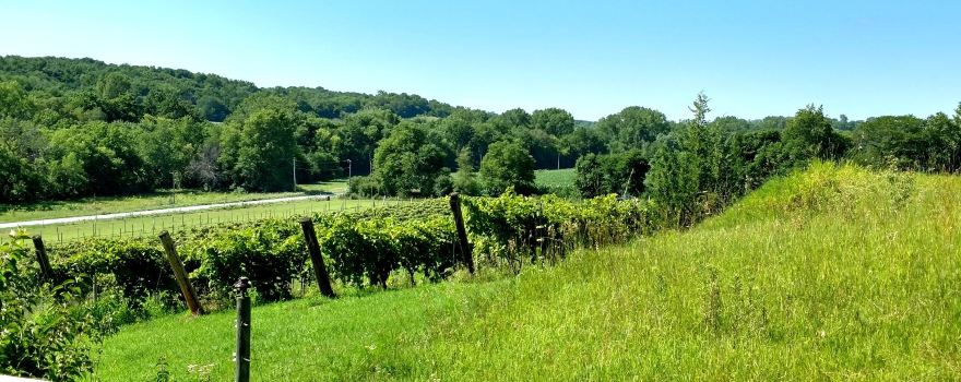 Sugar Clay Winery & Vineyards