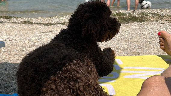 Fido beach