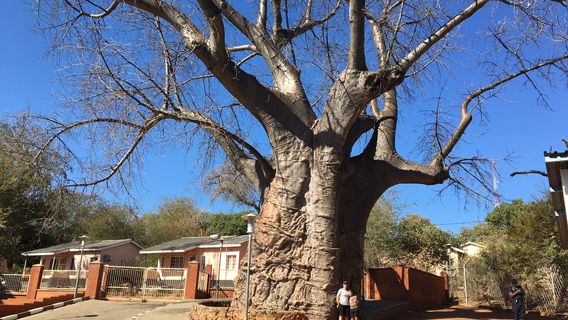 Boab Prison Tree