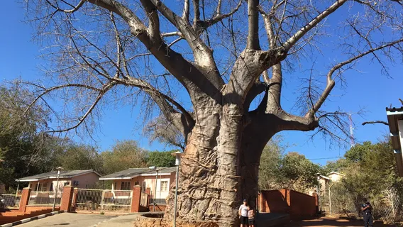Boab Prison Tree