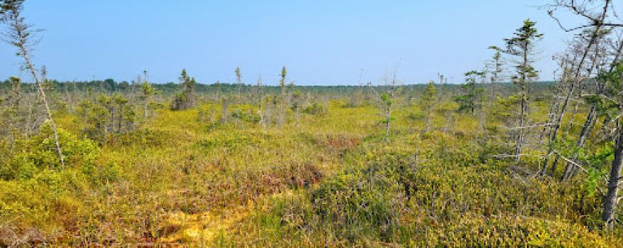 Bogus Swamp State Natural Area