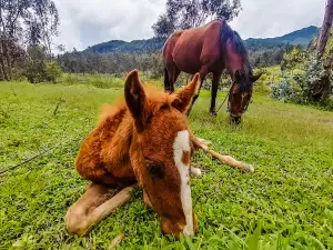 Colinar Carigán Villonaco Park