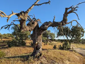 Cornalvo Natural Park