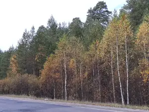 Strausinaya Ferma