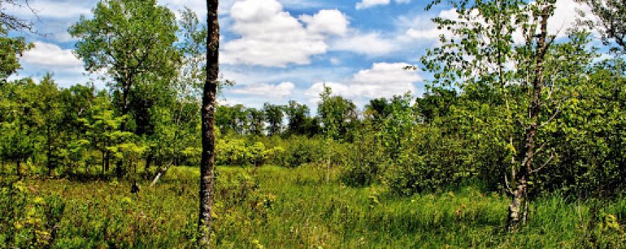 Owl Creek Fen Savanna State Natural Area