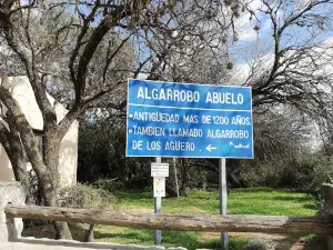 Algarrobo Abuelo.