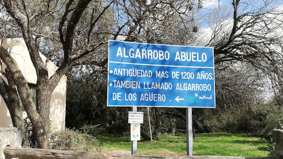 Algarrobo Abuelo.