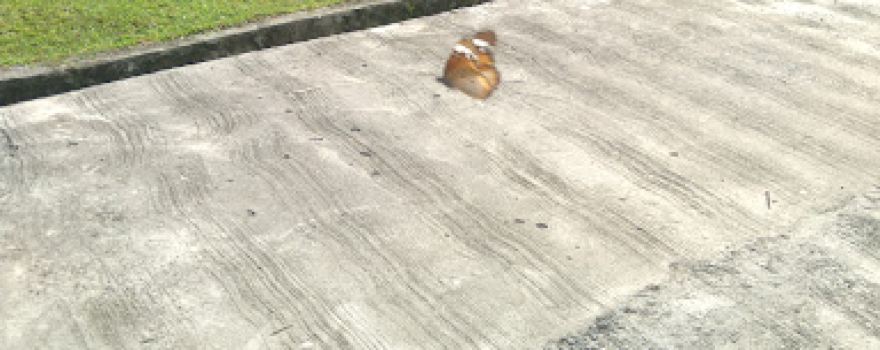 lapangan bola kaki cot seulamat