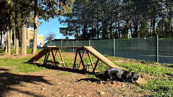 Dog Area