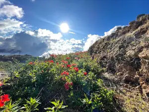Mt. Olis View Point
