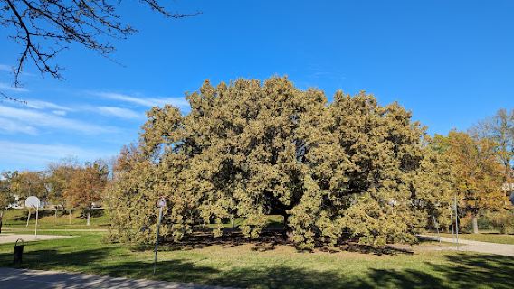 Halesz park