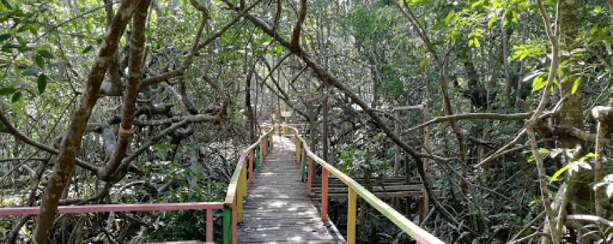 Hutan Wisata Mangrove Pangkalan Laksmana