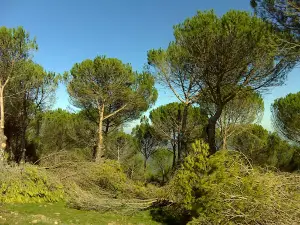 Pico Bonales