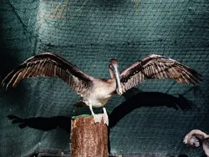 North Florida Wildlife Center