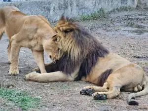 Bahria Orchard Main Zoo