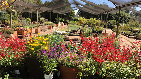 Natal Forest Nurseries