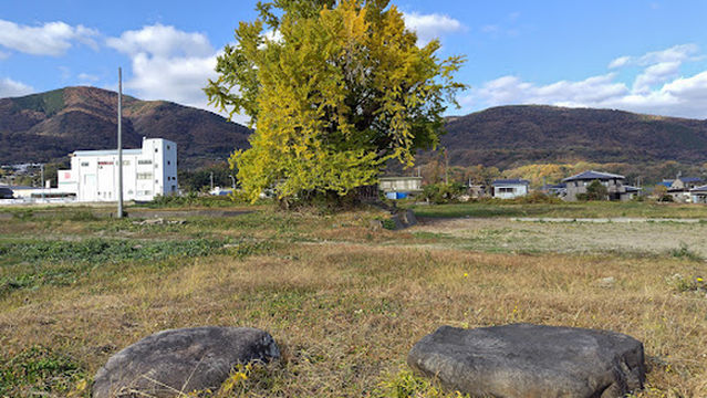 中山路のイチョウ
