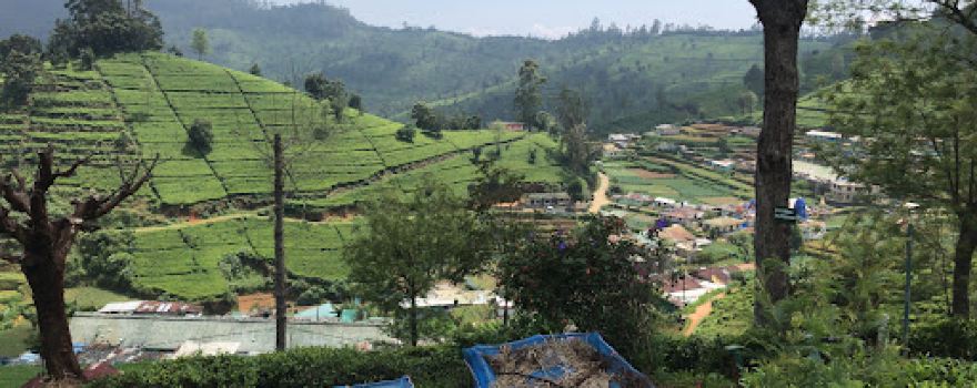 Tea Plantation Hill