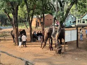 Elephant Safari