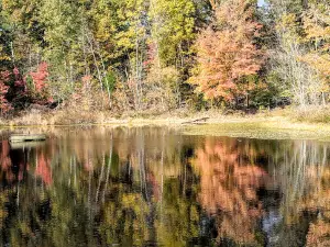 Camp Buckwood