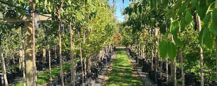 Allwood Trees Limited