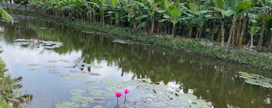 Vườn Trái Cây 5 Việt