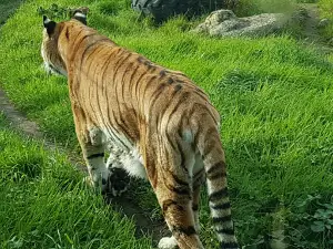 Wildheart Animal Sanctuary, Isle of Wight