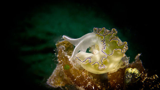 SMC DIVE CENTER SDN BHD