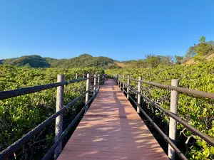 Tanegashima Mangrove Park