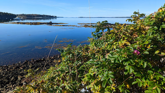 Seal Cove Picnic Area