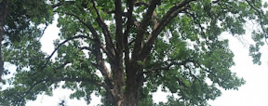 Bahua khani garden chamrauti बहुआ खानी बगीचा चमरौती