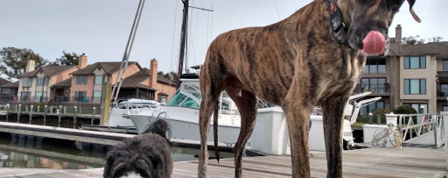 Water Dog Paddle Co.