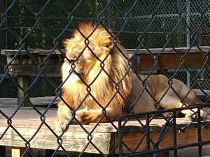 The Catty Shack Ranch Wildlife Sanctuary