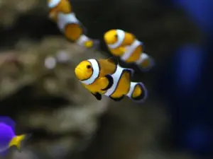 Acuario do Grove