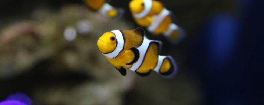 Acuario do Grove