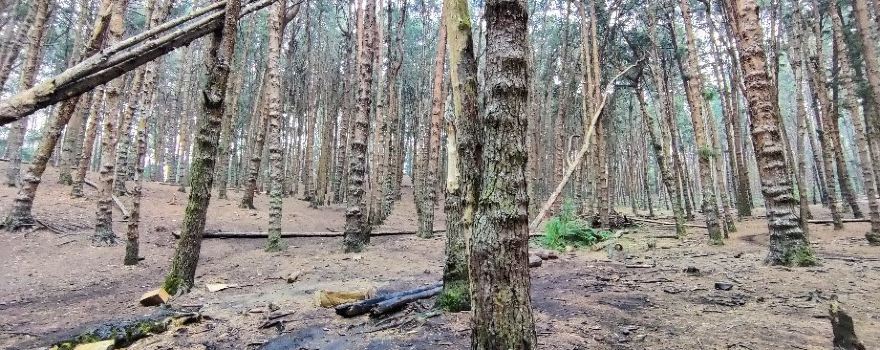 Pine Forest
